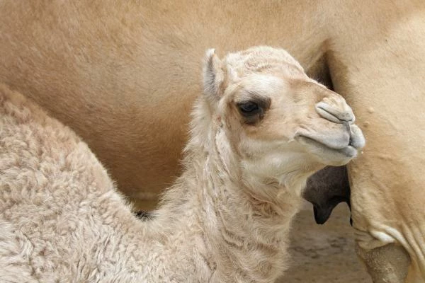 Australia's January 2024 Camel Meat Export Reaches Over $200K